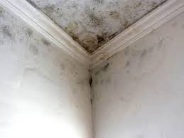 Why You Should Choose Our Mold Remediation Services in Setauket, NY